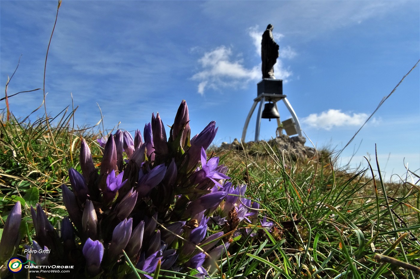 66 Gentiana anisodonta ramosa per la Madonnina di Cima di Piazzo.JPG